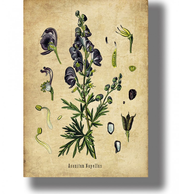 Vintage botanical illustration of Aconitum napellus (monkshood) with purple flowers on a light background.