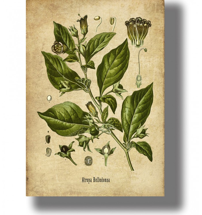 Vintage botanical illustration of Atropa belladonna (deadly nightshade) with leaves, flowers and berries on aged antique paper.