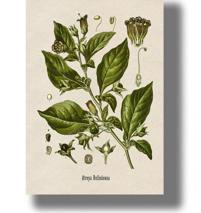 Vintage botanical illustration of Atropa belladonna (deadly nightshade) with leaves, flowers and berries on aged antique paper.