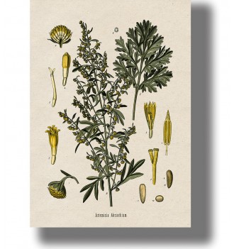 Vintage botanical illustration of wormwood (Artemisia absinthium) with leaves, yellow flower clusters.