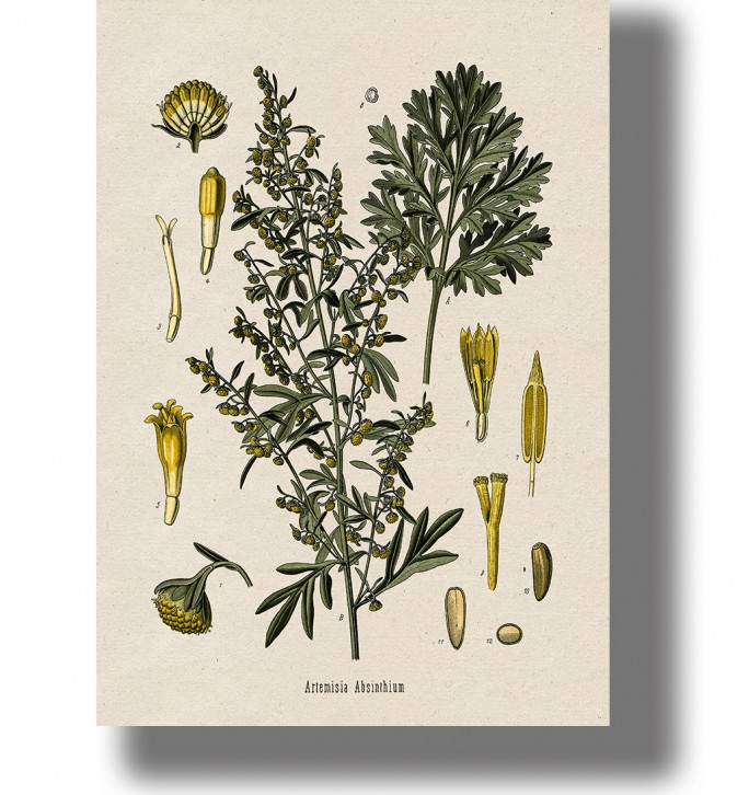 Vintage botanical illustration of wormwood (Artemisia absinthium) with leaves, yellow flower clusters.