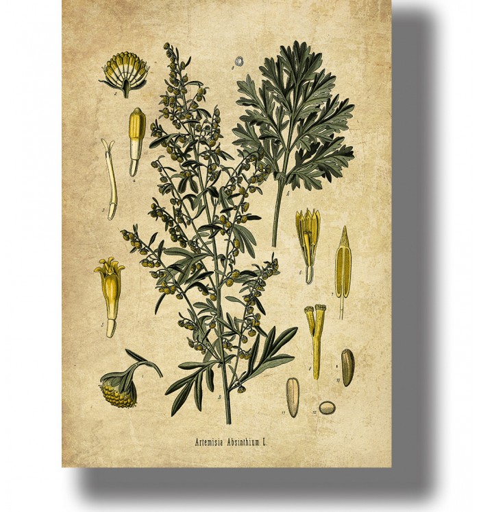 Vintage botanical illustration of wormwood (Artemisia absinthium) with leaves, yellow flower clusters.
