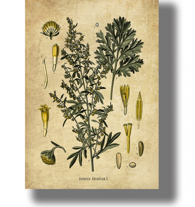 Vintage botanical illustration of wormwood (Artemisia absinthium) with leaves, yellow flower clusters.