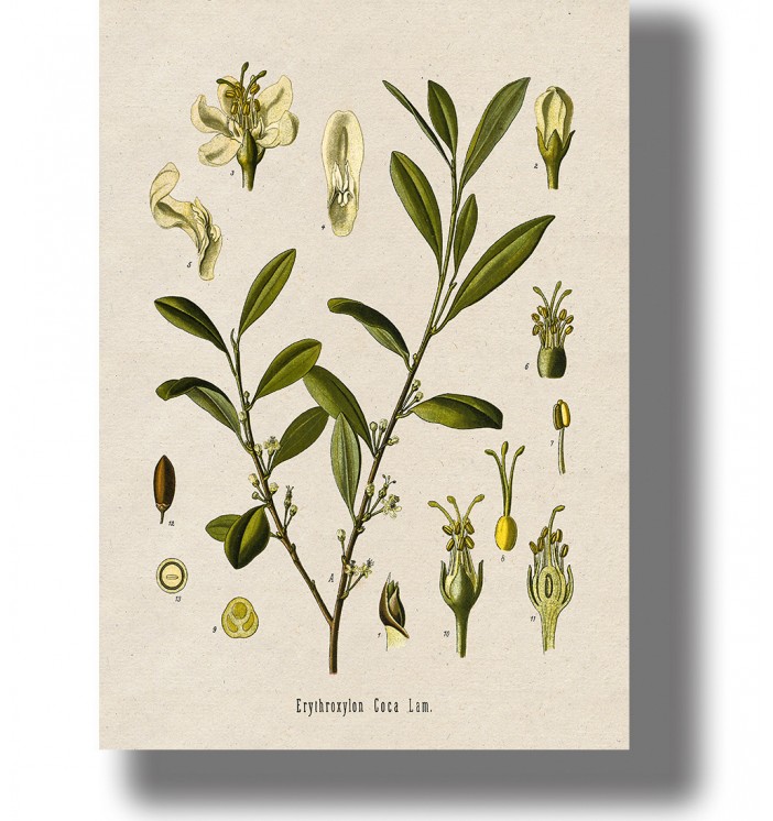 Vintage botanical illustration of Erythroxylum coca with green leaves, small flowers, and detailed plant parts.