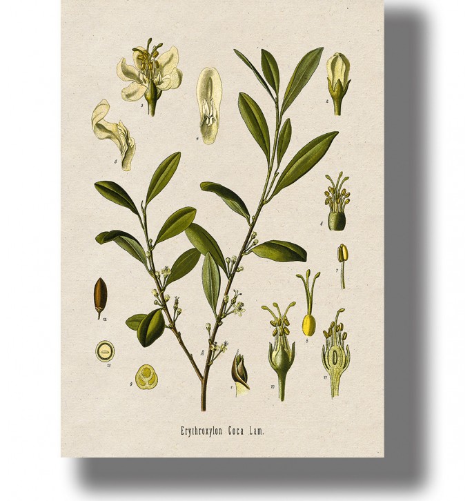 Vintage botanical illustration of Erythroxylum coca with green leaves, small flowers, and detailed plant parts.