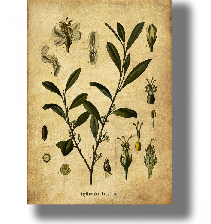 Vintage botanical illustration of Erythroxylum coca with green leaves, small flowers, and detailed plant parts.