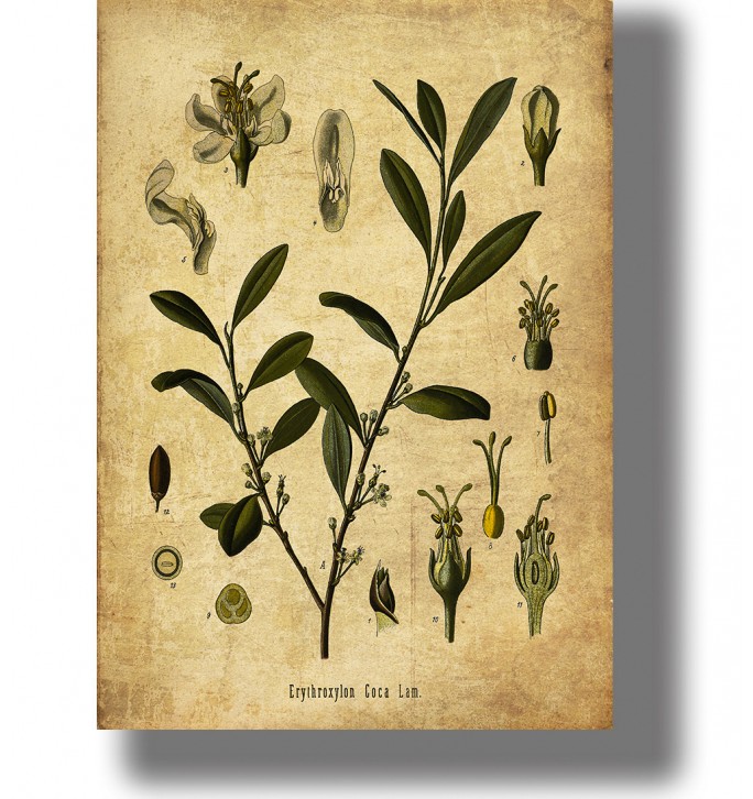Vintage botanical illustration of Erythroxylum coca with green leaves, small flowers, and detailed plant parts.