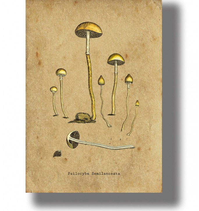 Psilocybe Semilanceata - Vintage Mycology Print