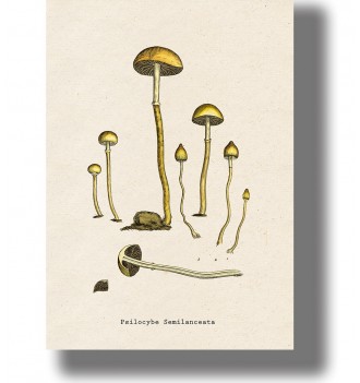 Old botanical-style print showing several small mushrooms labeled “Psilocybe Semilanceata”.