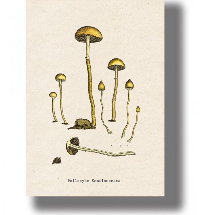 Old botanical-style print showing several small mushrooms labeled “Psilocybe Semilanceata”.