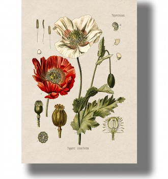 Vintage botanical illustration of Papaver somniferum with red and pale poppy flowers, green leaves, seed pods.