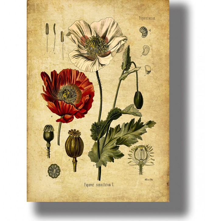 Vintage botanical illustration of Papaver somniferum with red and pale poppy flowers, green leaves, seed pods.