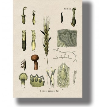 Ergot Fungus - Claviceps...