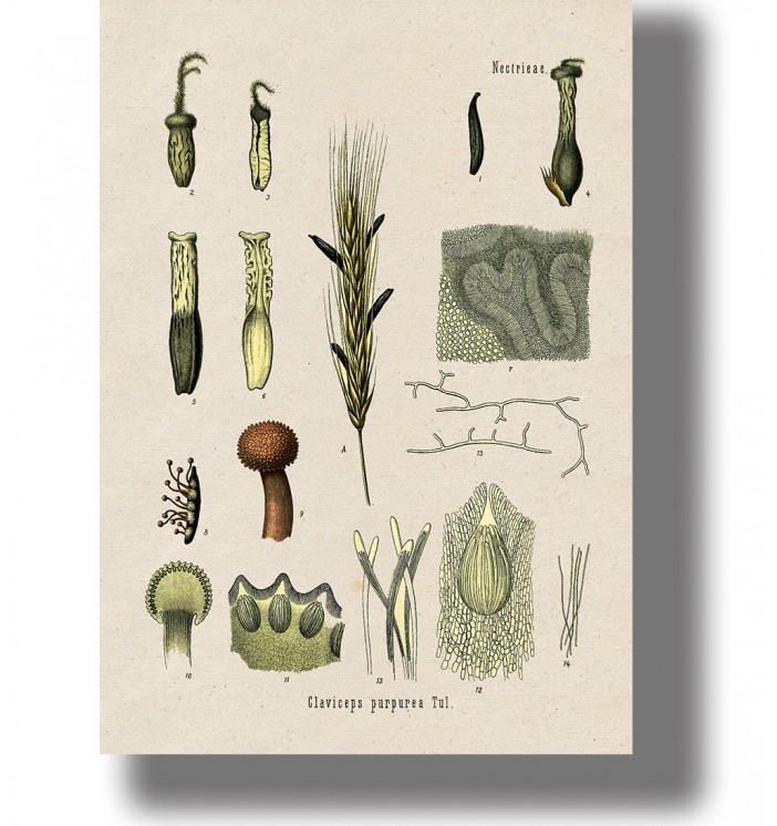 Ergot Fungus - Claviceps purpurea Vintage Mycology Print