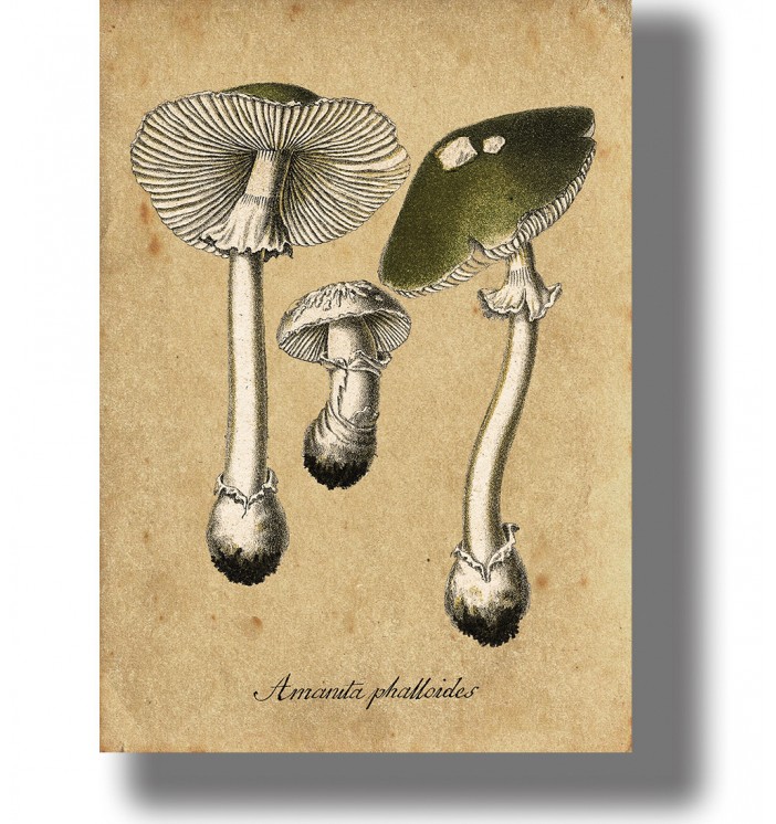 Vintage-style illustration of Amanita phalloides mushrooms with green caps, white stems, and small botanical details.