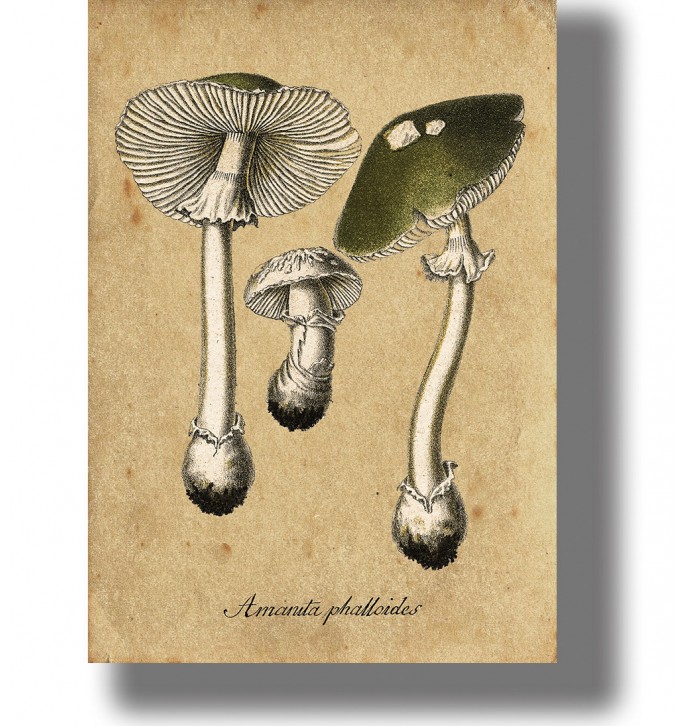 Vintage-style illustration of Amanita phalloides mushrooms with green caps, white stems, and small botanical details.
