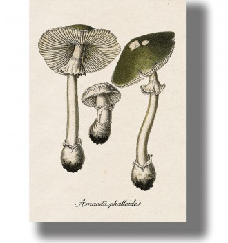 Vintage-style illustration of Amanita phalloides mushrooms with green caps, white stems, and small botanical details.