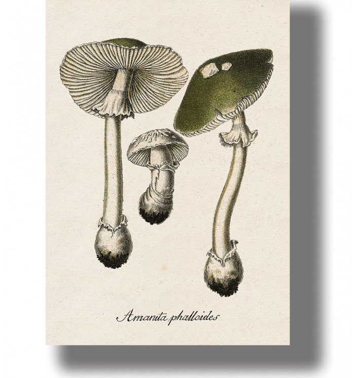 Vintage-style illustration of Amanita phalloides mushrooms with green caps, white stems, and small botanical details.