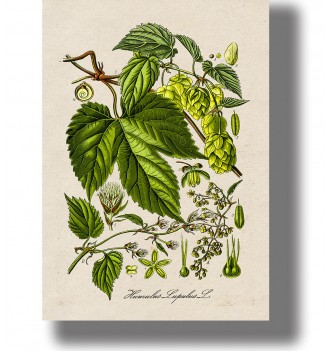 Vintage botanical illustration of common hop (Humulus lupulus) with green leaves, hop cones, and plant details on light paper.