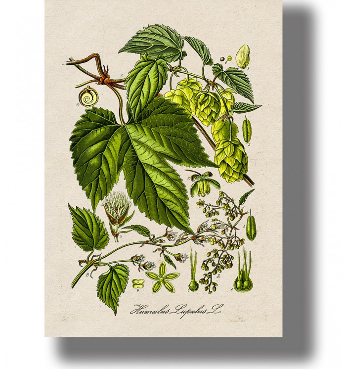 Vintage botanical illustration of common hop (Humulus lupulus) with green leaves, hop cones, and plant details on light paper.