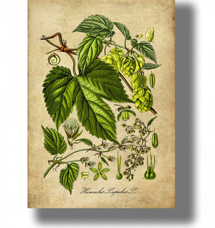 Vintage botanical illustration of common hop (Humulus lupulus) with green leaves, hop cones, and plant details on light paper.