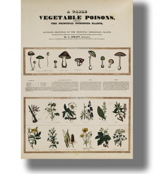 Vintage poison chart titled “Vegetable Poisons” with illustrated poisonous mushrooms and toxic plants in two rows on aged paper.