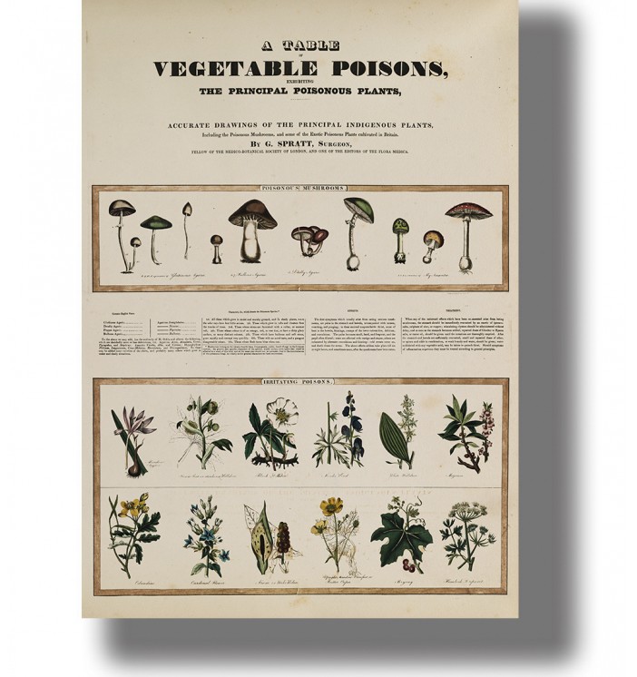 Vintage poison chart titled “Vegetable Poisons” with illustrated poisonous mushrooms and toxic plants in two rows on aged paper.