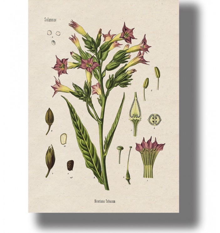 Nicotiana Tabacum - Vintage Tobacco Botanical Print