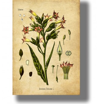 Vintage botanical illustration of Nicotiana tabacum (tobacco plant) with pink flowers and labeled plant details.