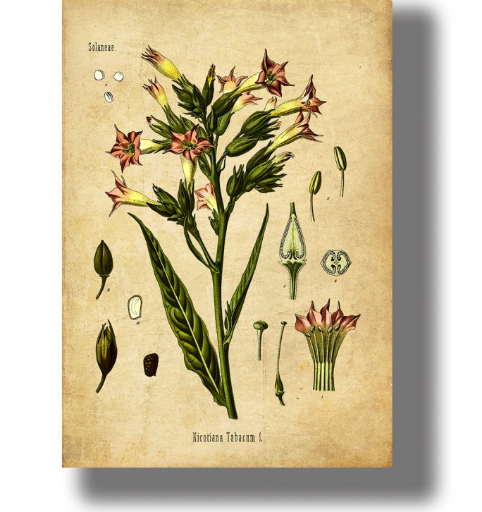 Vintage botanical illustration of Nicotiana tabacum (tobacco plant) with pink flowers and labeled plant details.