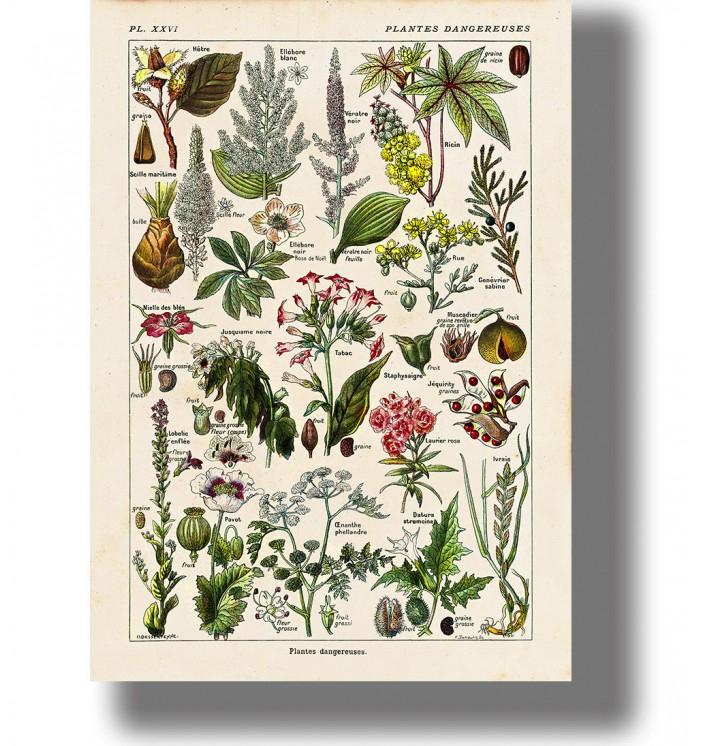 Vintage botanical chart of poisonous plants with many small labeled illustrations on a cream paper background.