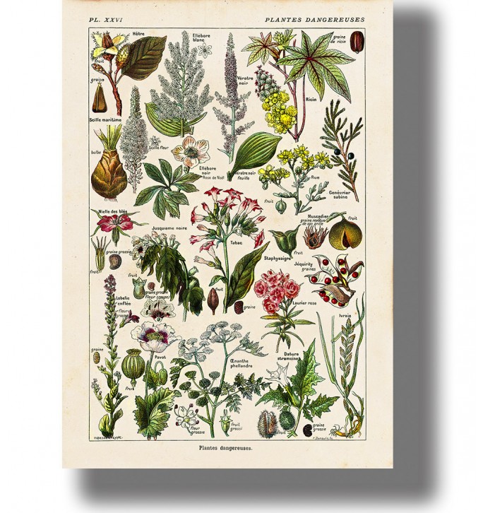 Vintage botanical chart of poisonous plants with many small labeled illustrations on a cream paper background.