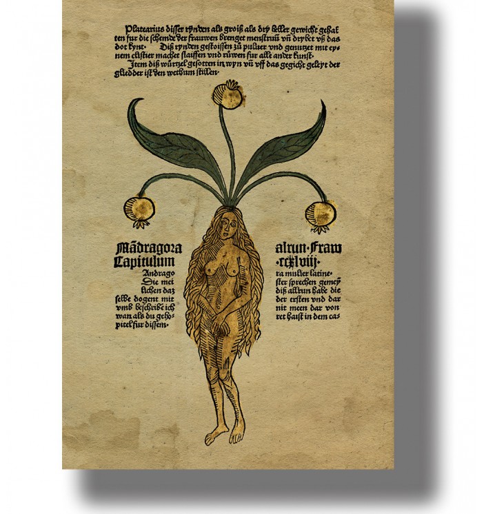 Medieval herbal illustration of a female mandragora (mandrake root) depicted as a woman with plant leaves growing from her head.