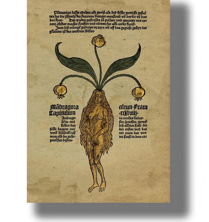 Medieval herbal illustration of a female mandragora (mandrake root) depicted as a woman with plant leaves growing from her head.