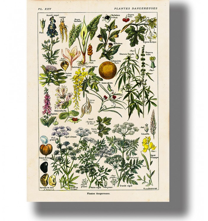 Vintage French botanical chart “Plantes dangereuses” showing many poisonous plants with labels on aged paper.