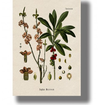 Vintage botanical illustration of Daphne mezereum with pink flowers, green leaves, and bright red berries.