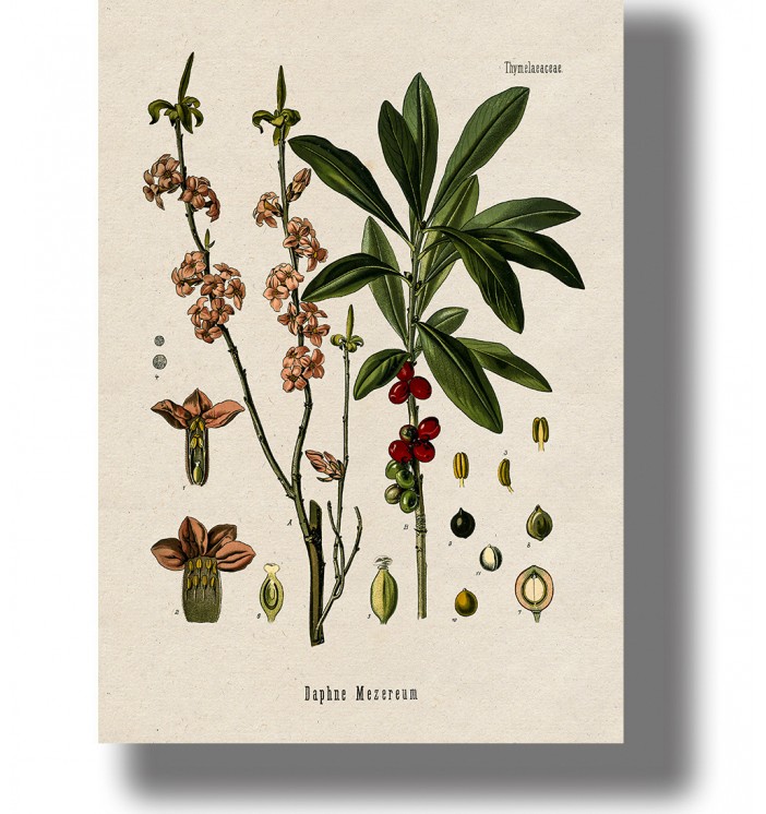 Vintage botanical illustration of Daphne mezereum with pink flowers, green leaves, and bright red berries.