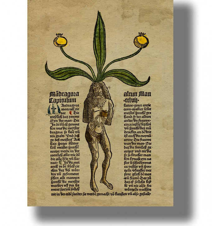 Medieval illustration of a male mandrake root with green leaves and yellow flowers, with old manuscript text on aged paper.