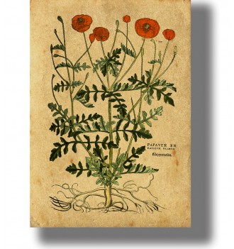 Vintage botanical illustration of Papaver poppy plant with red flowers, detailed leaves and exposed roots on aged antique paper.