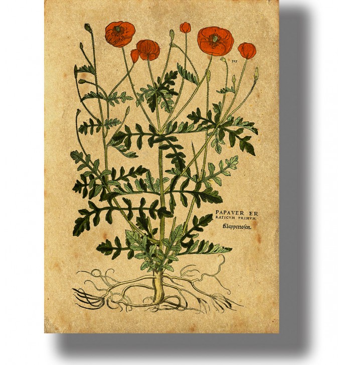Vintage botanical illustration of Papaver poppy plant with red flowers, detailed leaves and exposed roots on aged antique paper.