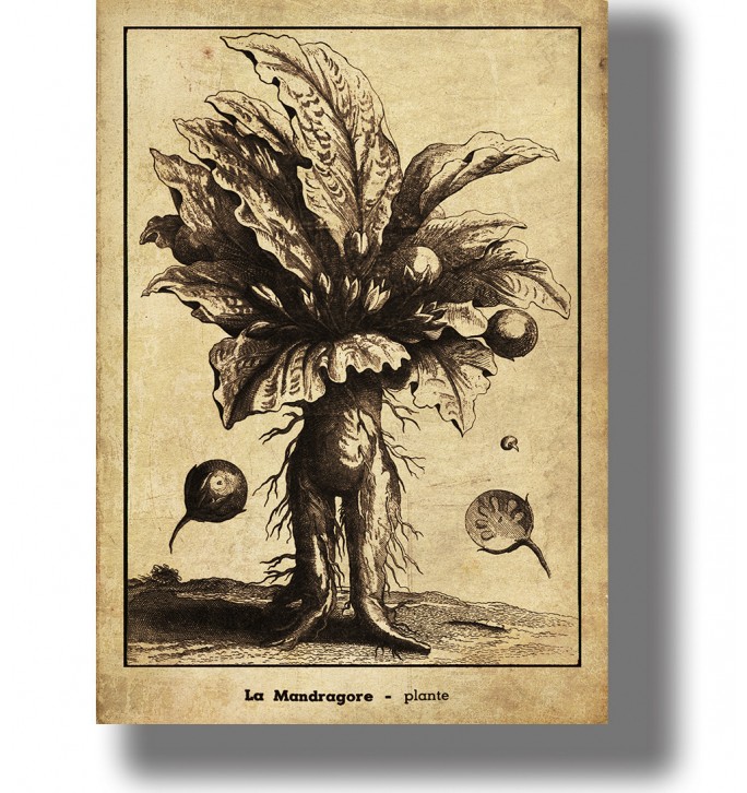 Anthropomorphic illustration of mandrake root.