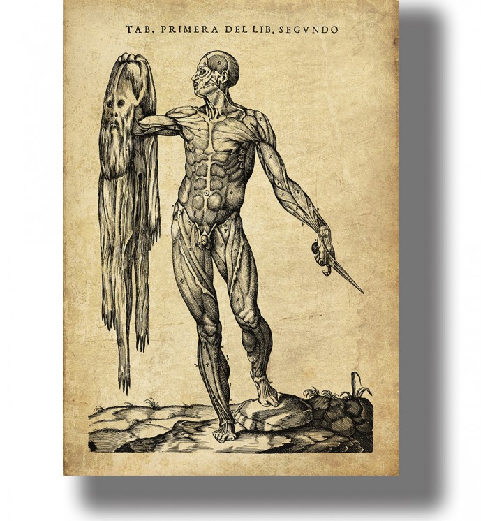 An antique anatomy illustration of a flayed man holding his skin, vintage medical engraving poster