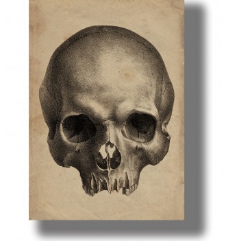 Human skull from a treatise...