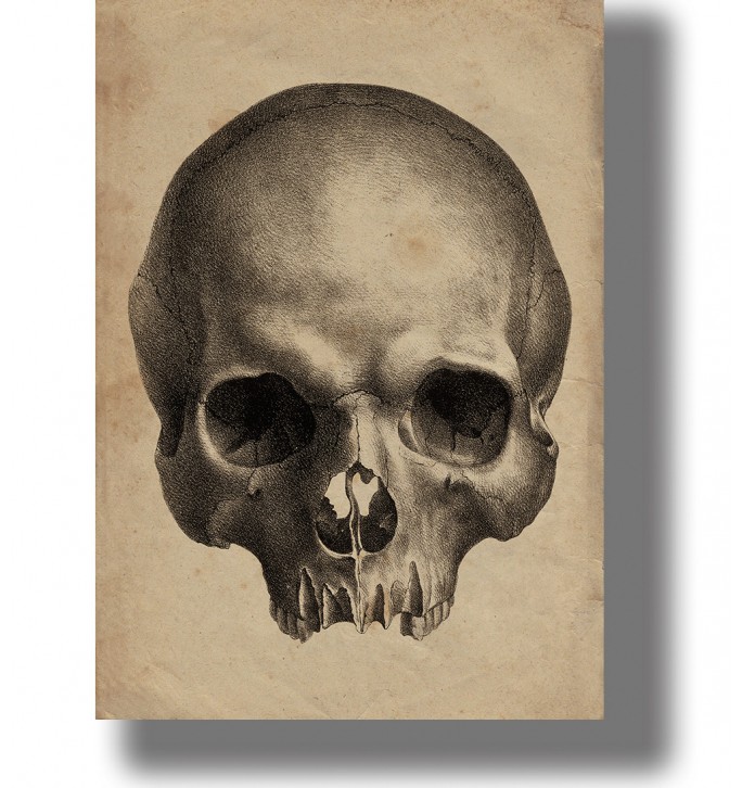 Human skull from a treatise on comparative phrenology.