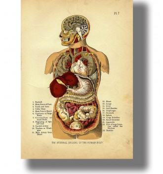 Internal organs of the...