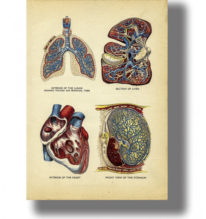 Interior of the heart, lungs, liver and stomach.