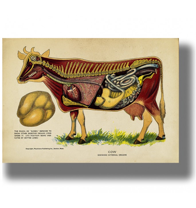 Cow internal organs. Mammal anatomy decor.