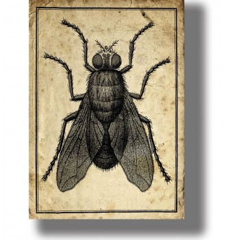 Detailed vintage engraving of house fly – entomological art print from natural history collection