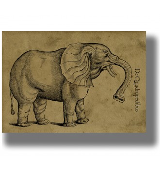 Illustration of an elephant...
