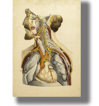 Vintage human anatomy....